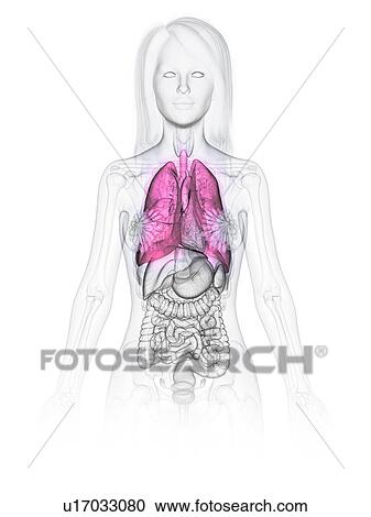 Stock Image - Lungs, illustration. Fotosearch