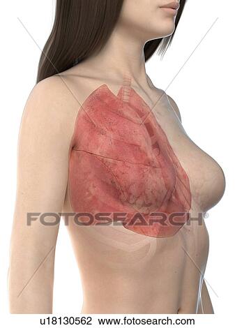 Stock Image - Lungs, illustration. Fotosearch