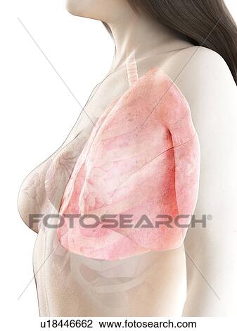 Lungs, illustration View Large Photo Image Stock Image - Lungs, illustration. Fotosearch