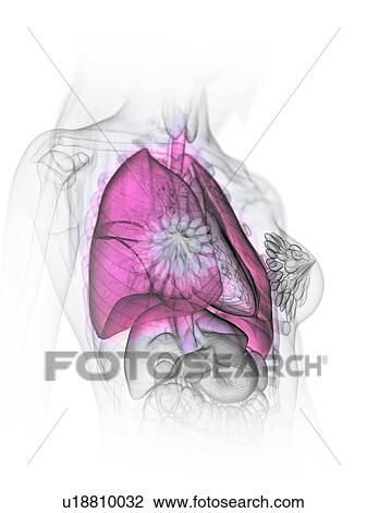 Stock Image - Lungs, illustration. Fotosearch