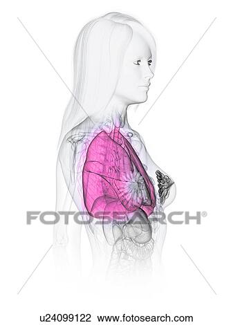 Stock Image - Lungs, illustration. Fotosearch
