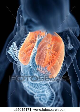 Stock Image - Lungs, illustration. Fotosearch