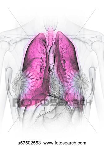 Stock Image - Lungs, illustration. Fotosearch