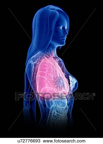 Stock Image - Lungs, illustration. Fotosearch