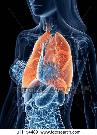 Lungs, illustration View Large Photo Image Stock Photo - Lungs, illustration. Fotosearch