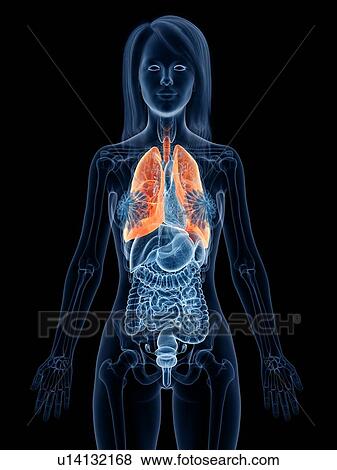 Lungs, illustration View Large Photo Image Stock Photo - Lungs, illustration. Fotosearch