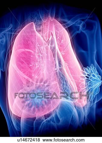 Stock Photo - Lungs, illustration. Fotosearch