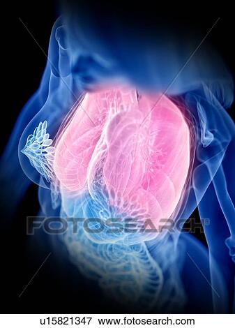 Lungs, illustration View Large Photo Image Stock Photo - Lungs, illustration. Fotosearch