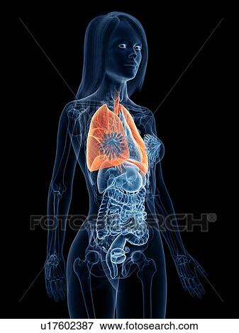 Stock Photo - Lungs, illustration. Fotosearch
