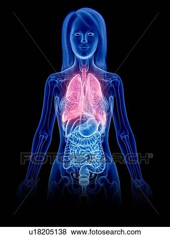 Lungs, illustration View Large Photo Image Stock Photo - Lungs, illustration. Fotosearch