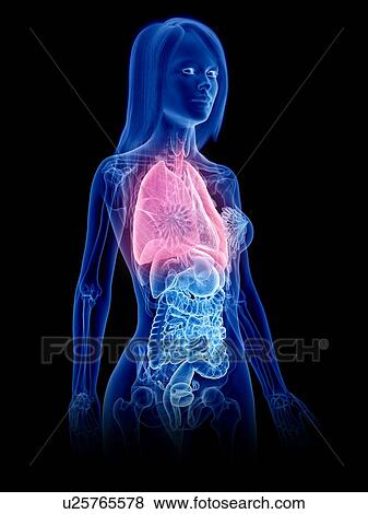 Stock Photo - Lungs, illustration. Fotosearch