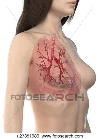 Stock Photo - Lungs, illustration. Fotosearch