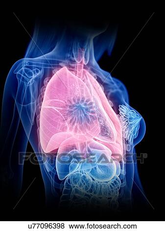 Stock Photo - Lungs, illustration. Fotosearch
