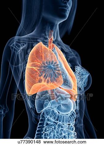 Stock Photo - Lungs, illustration. Fotosearch