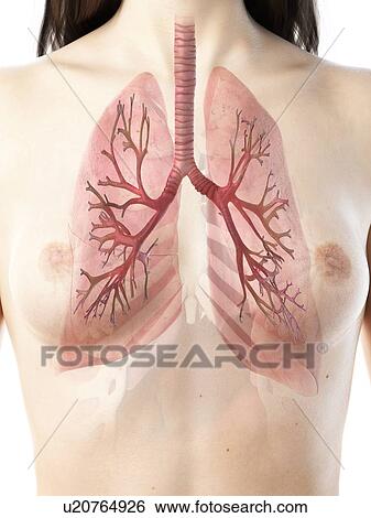 Stock Photograph - Lungs, illustration. Fotosearch
