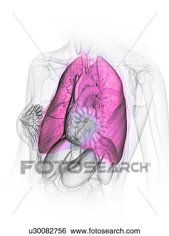 Stock Photograph - Lungs, illustration. Fotosearch