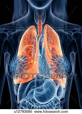 Lungs, illustration View Large Photo Image Stock Photography - Lungs, illustration. Fotosearch