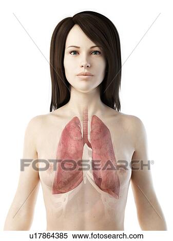 Stock Photography - Lungs, illustration. Fotosearch