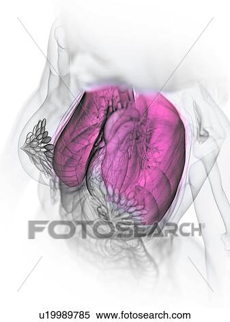 Stock Photography - Lungs, illustration. Fotosearch
