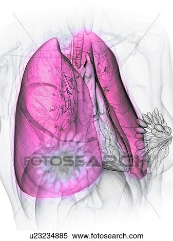 Stock Photography - Lungs, illustration. Fotosearch