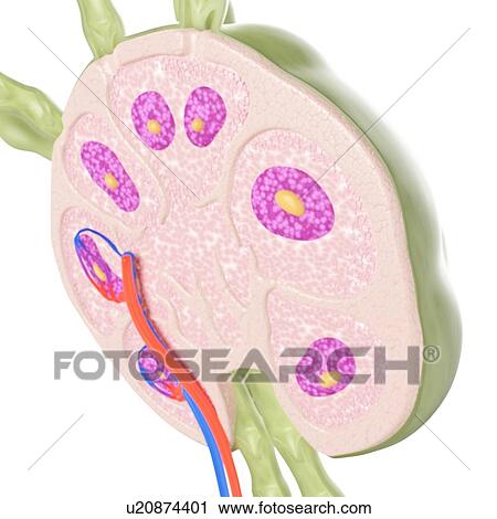 Stock Image - Lymph node, illustration. Fotosearch