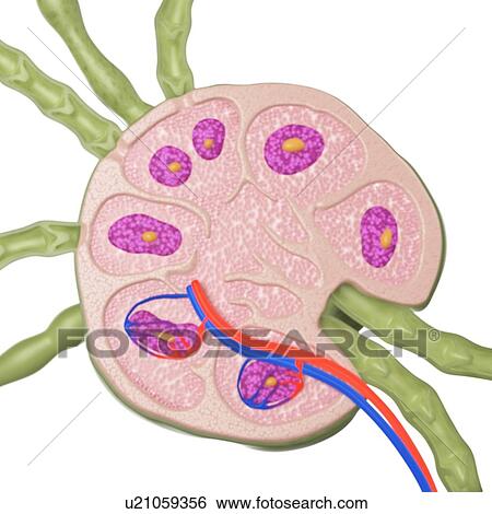 Stock Photograph - Lymph node, illustration. Fotosearch