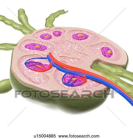 Stock Photography - Lymph node, illustration. Fotosearch
