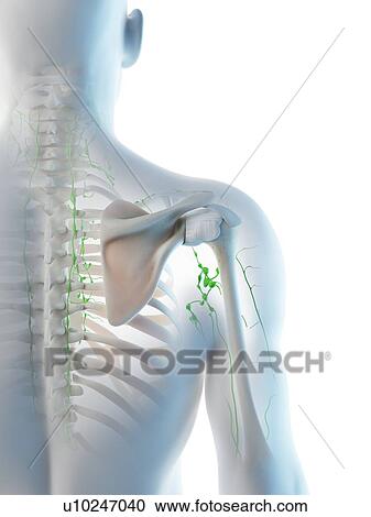 Stock Image - Lymph nodes, computer illustration.. Fotosearch