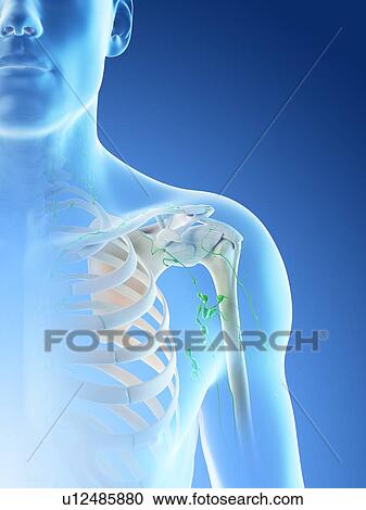 Stock Image - Lymph nodes, computer illustration.. Fotosearch