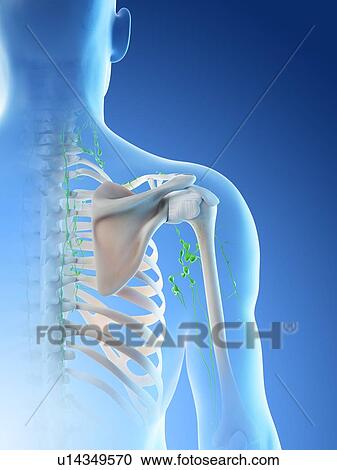 Lymph nodes, computer illustration. View Large Photo Image Stock Image - Lymph nodes, computer illustration.. Fotosearch