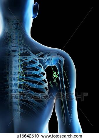 Stock Image - Lymph nodes, computer illustration.. Fotosearch