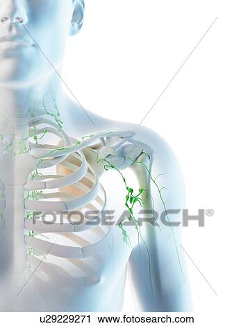 Lymph nodes, computer illustration. View Large Photo Image Stock Image - Lymph nodes, computer illustration.. Fotosearch