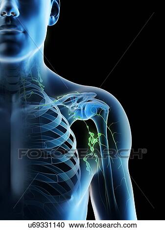 Stock Image - Lymph nodes, computer illustration.. Fotosearch