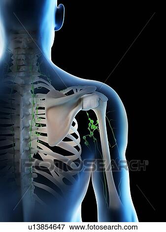 Stock Photo - Lymph nodes, computer illustration.. Fotosearch
