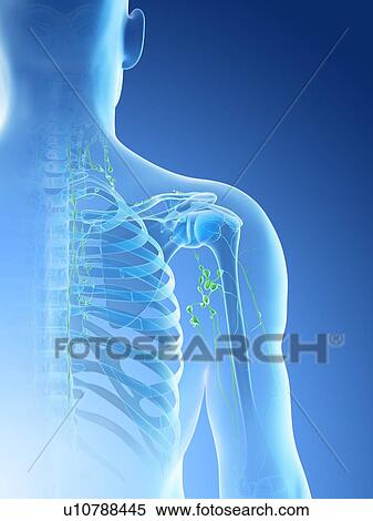 Stock Photography - Lymph nodes, computer illustration.. Fotosearch