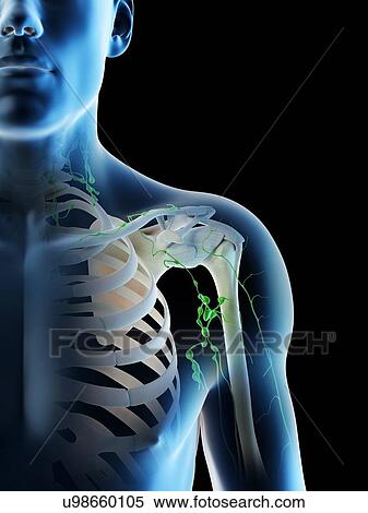 Lymph nodes, computer illustration. View Large Photo Image Stock Photography - Lymph nodes, computer illustration.. Fotosearch