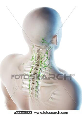 Stock Image - Lymph nodes of the back and neck, computer illustration.. Fotosearch