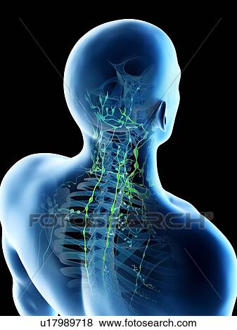 Stock Photo - Lymph nodes of the back and neck, computer illustration.. Fotosearch