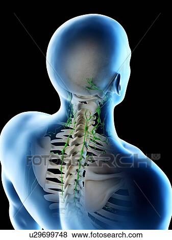 Stock Photo - Lymph nodes of the back and neck, computer illustration.. Fotosearch