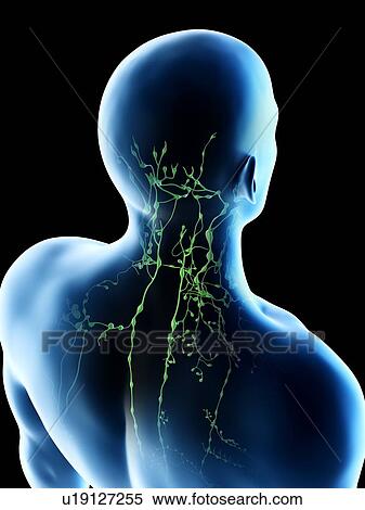 Stock Photography - Lymph nodes of the back and neck, computer illustration.. Fotosearch