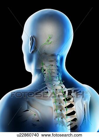 Stock Image - Lymph nodes of the head and neck, computer illustration.. Fotosearch