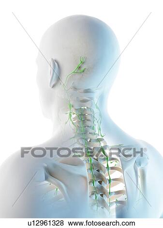 Stock Photo - Lymph nodes of the head and neck, computer illustration.. Fotosearch