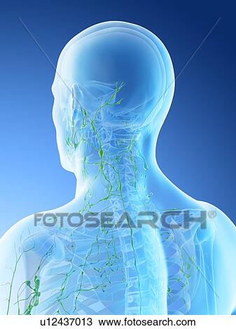 Stock Image - Lymph nodes of the neck, computer illustration.. Fotosearch