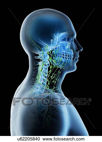 Stock Image - Lymph nodes of the neck, computer illustration.. Fotosearch