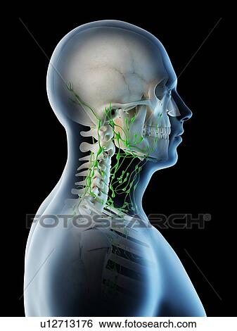 Lymph nodes of the neck, computer illustration. View Large Photo Image Stock Photograph - Lymph nodes of the neck, computer illustration.. Fotosearch