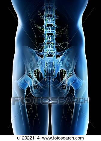Lymph nodes of the pelvis, computer illustration. View Large Photo Image Picture - Lymph nodes of the pelvis, computer illustration.. Fotosearch