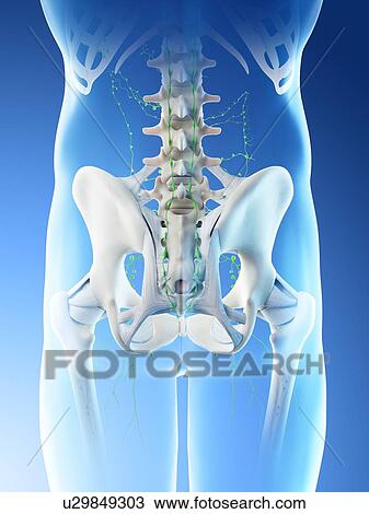 Stock Image - Lymph nodes of the pelvis, computer illustration.. Fotosearch