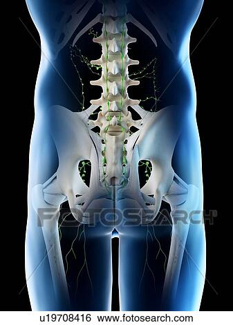Lymph nodes of the pelvis, computer illustration. View Large Photo Image Stock Photograph - Lymph nodes of the pelvis, computer illustration.. Fotosearch