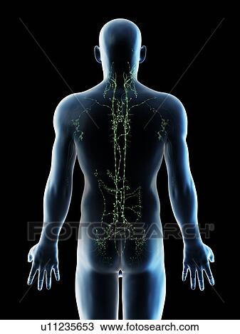 Stock Image - Lymph nodes of the upper body, computer illustration.. Fotosearch