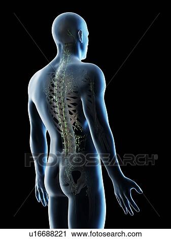 Stock Image - Lymph nodes of the upper body, computer illustration.. Fotosearch